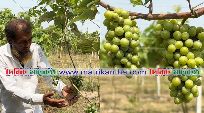 কালুখালীতে বিদেশি জাতের আঙুর চাষে কৃষক ওহিদুল ইসলামের দৃষ্টান্ত